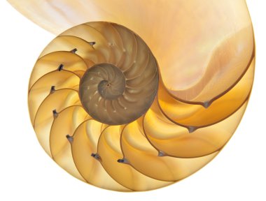 Nautilus shell clipart