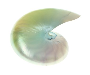 Nautilus shell clipart