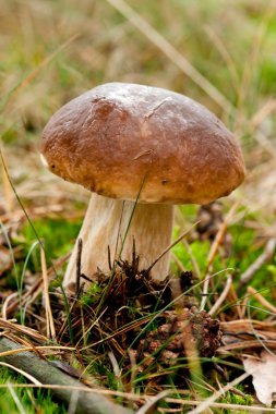 çam bolete