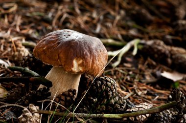 çam bolete