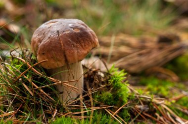 çam bolete