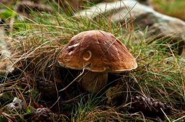 çam bolete