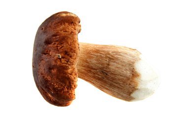 Boletus mantarı