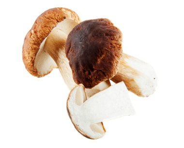 Boletus mantarı mantar