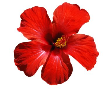 Hibiscus blossom clipart