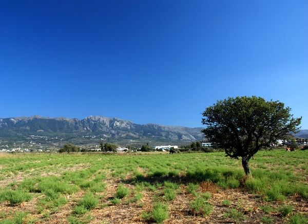 Пасовище з слизьким оливковим деревом — стокове фото