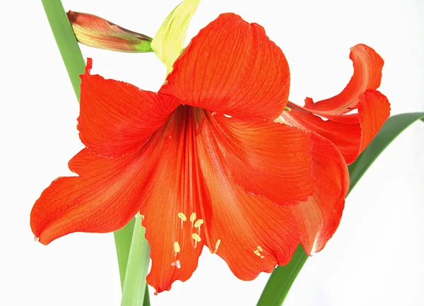 Czerwony amarylis — Zdjęcie stockowe