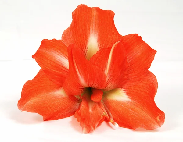 Červená amaryllis — Stock fotografie