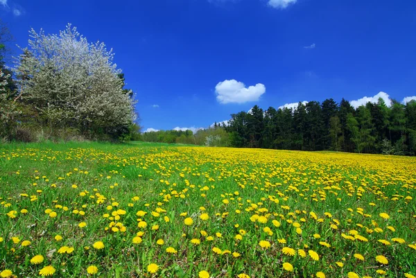 Frühlingslandschaft — Stockfoto