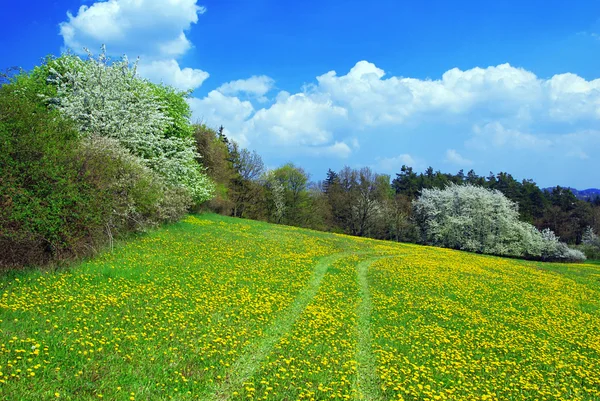 Весняний пейзаж — стокове фото