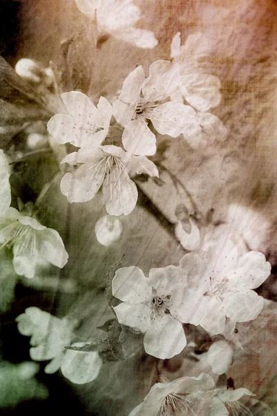 Grunge květ — Stock fotografie
