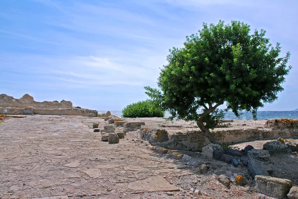 stock image Ancient ruins of Pula in Italy with a olive tree and sea