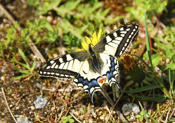 Swallowtail την πικραλίδα — Φωτογραφία Αρχείου