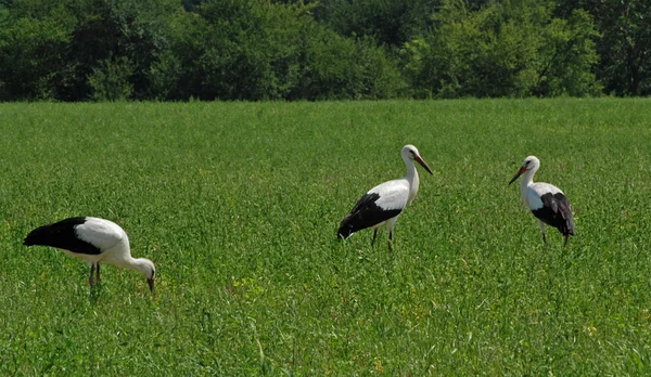 Three storks in the field — Stock Photo, Image