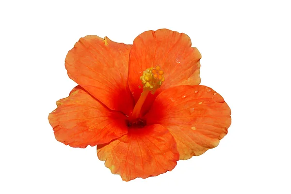 Hibiscus naranja —  Fotos de Stock