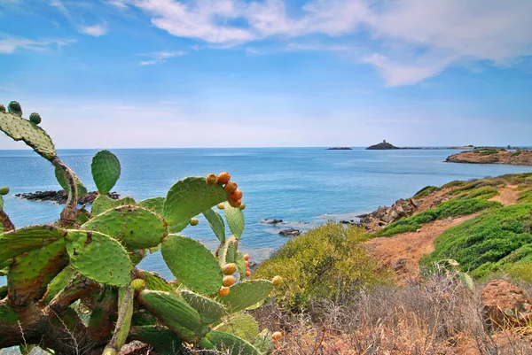 Kaktus a moře — Stock fotografie