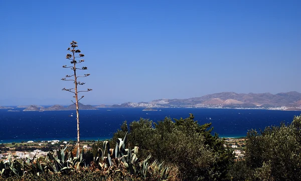 Grekland och agave — Stockfoto
