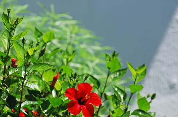 Hibiscus and wall — Stock Photo, Image