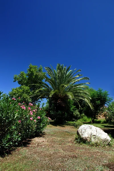 Jardim tropical — Fotografia de Stock