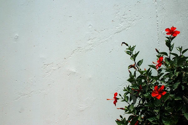 Hibisco contra a parede branca — Fotografia de Stock