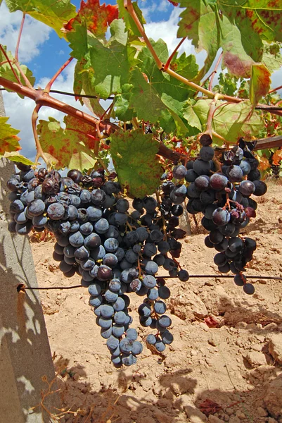 Vinha com uvas — Fotografia de Stock