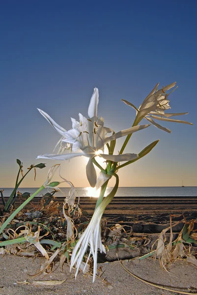 Lily and sun — Stock Photo, Image