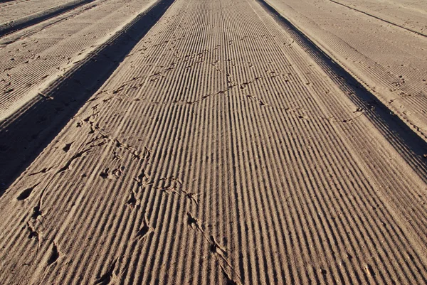 Beach and bird tracks — Stock Photo, Image