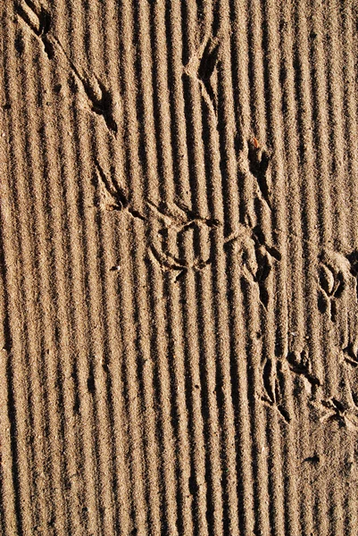 Beach and bird tracks — Stock Photo, Image