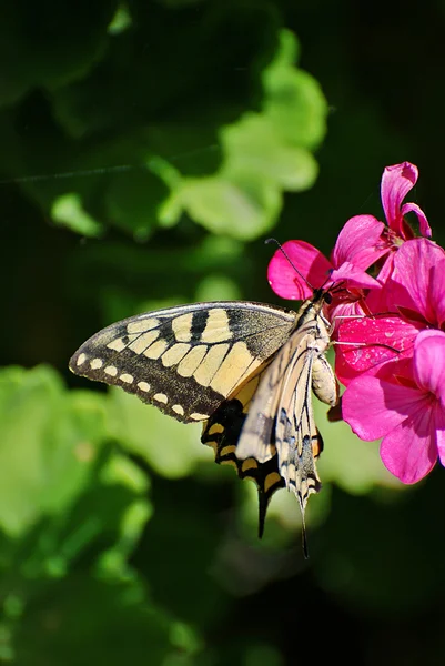 Бабочка-ласточка на цветке — стоковое фото