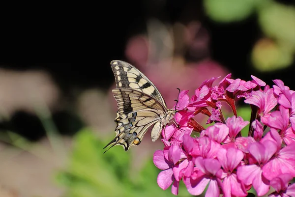 Bir çiçek üzerinde Swallowtail — Stok fotoğraf