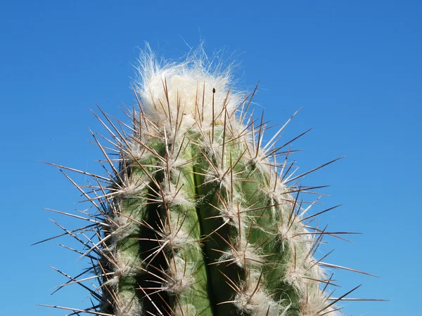 Cactus e cielo — Foto Stock