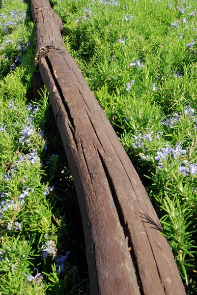 stock image Rosemary and fence