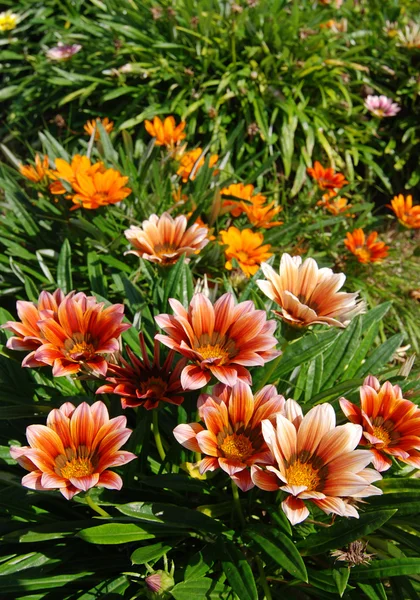 Jardín con flores —  Fotos de Stock