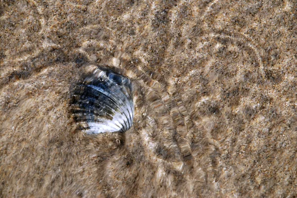 Shell in the sea — Stock Photo, Image