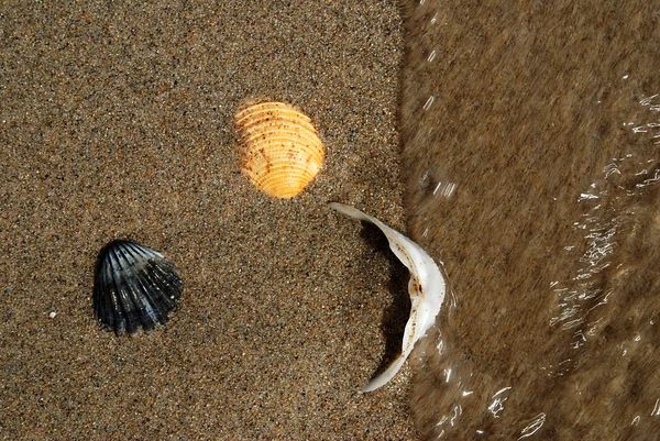 Three shells in the sea — Stock Photo, Image
