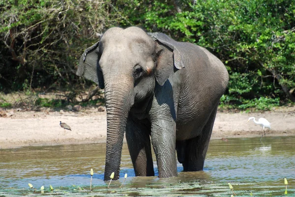 Elefante tomando banho — Fotografia de Stock
