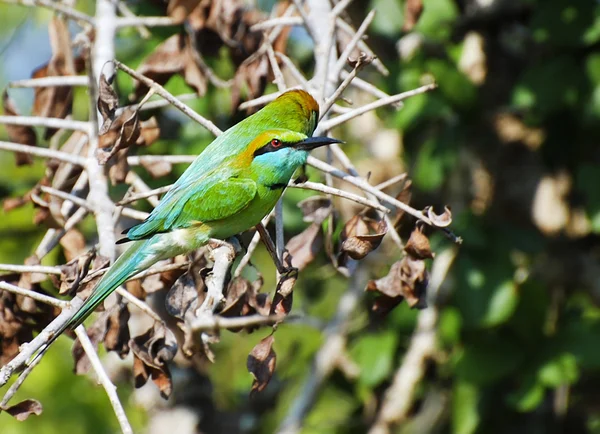 Dvě zelené bee-eater ptáci — Stock fotografie
