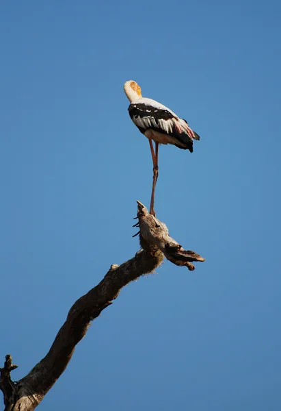 그려진된 황새 — 스톡 사진