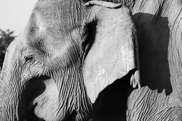 Παλιά ελέφαντας — Φωτογραφία Αρχείου