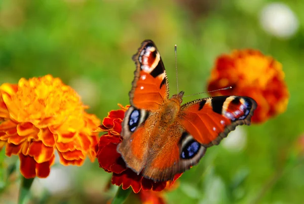 Павич метелик — стокове фото