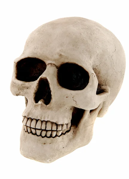 Crânio humano — Fotografia de Stock