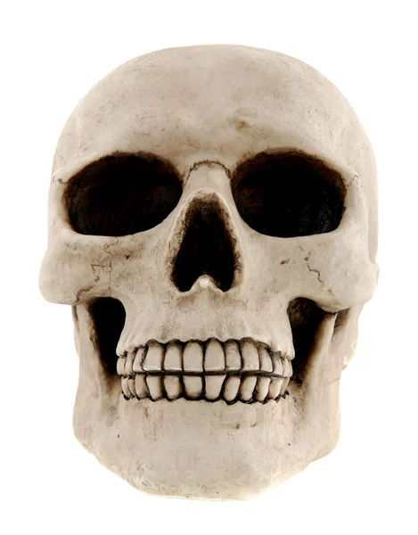 Menselijke schedel — Stockfoto
