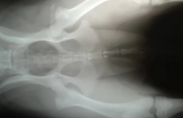 stock image Dog x-ray
