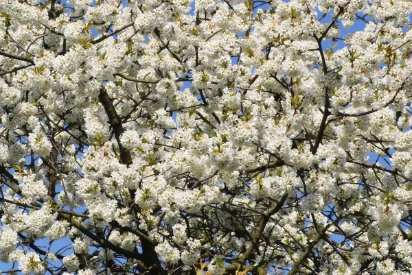 Blooming cherry — Stock Photo, Image