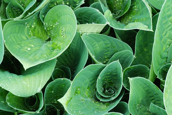 stock image Drops on hosta leaf