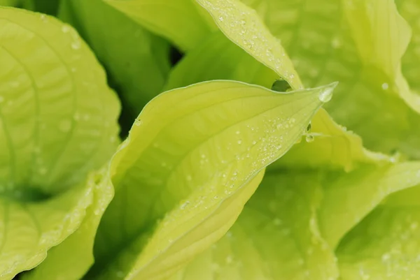 Drops on hosta leaf — Stock Photo, Image