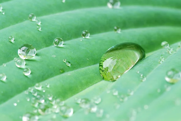 Drops on the leaf — Stock Photo, Image