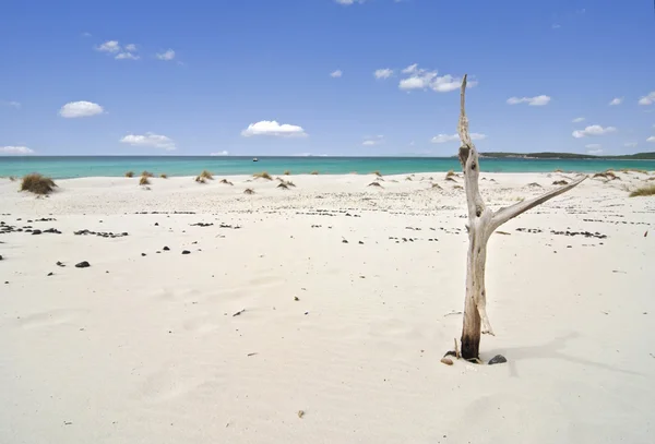 Тропический пляж и мертвое дерево — стоковое фото