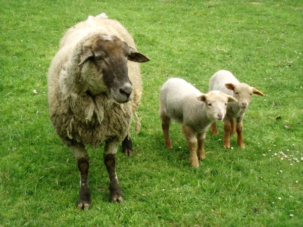 Familia de ovejas —  Fotos de Stock
