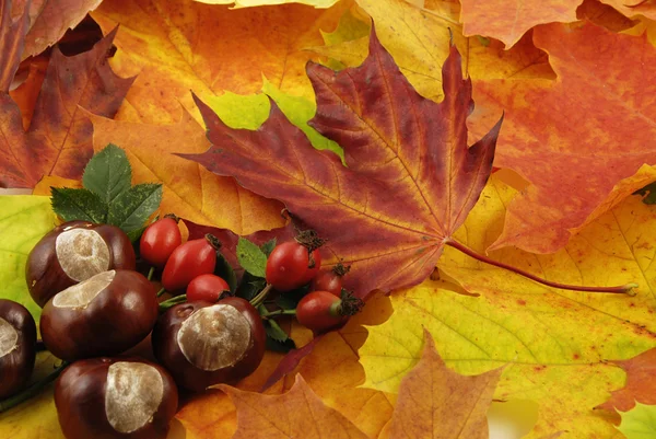 stock image Autumn background